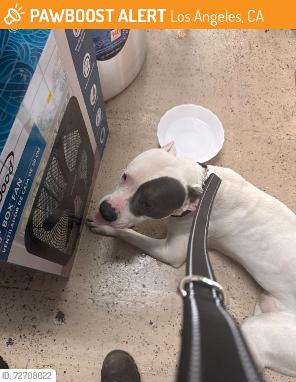 Found/Stray Male Dog last seen Was running around USC/Adams area , Los Angeles, CA 90007