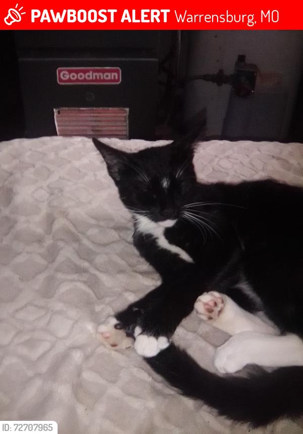 Lost Female Cat last seen Near Burkarth Rd Warrensburg Mo. By a CVS and a Compass Health building , Warrensburg, MO 64093