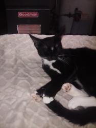 Lost Female Cat last seen Near Burkarth Rd Warrensburg Mo. By a CVS and a Compass Health building , Warrensburg, MO 64093