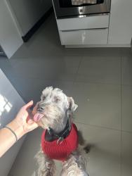 Lost Male Dog last seen Colonia Granada, Mission, Mission, TX 78572