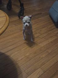 Lost Male Dog last seen Near carter rd Graham nc, Graham, NC 27253