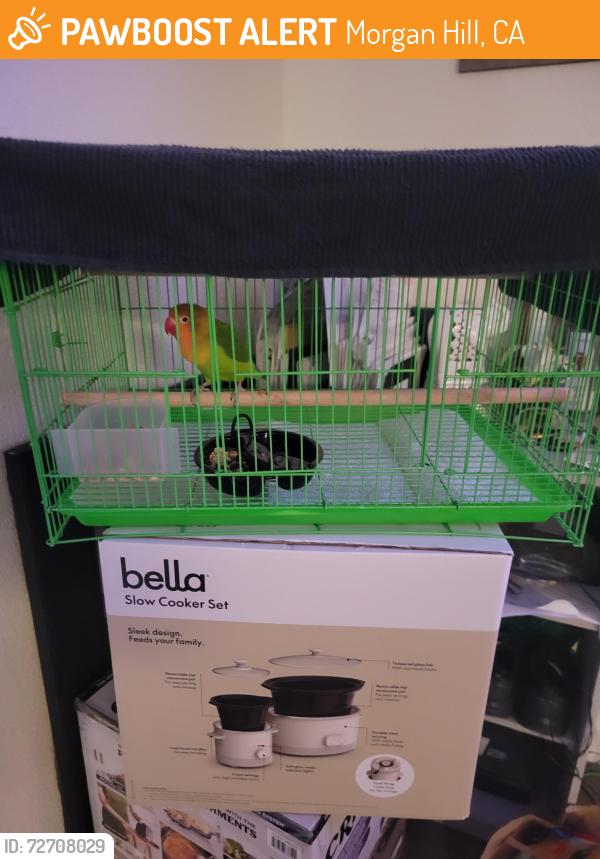 Found/Stray Unknown Bird last seen Main, Morgan Hill, CA 95037