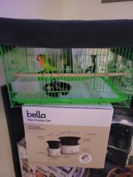 Found/Stray Unknown Bird last seen Main, Morgan Hill, CA 95037