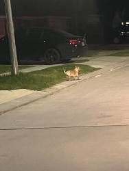 Found/Stray Unknown Dog last seen Ford Stadium, Spring, TX 77373