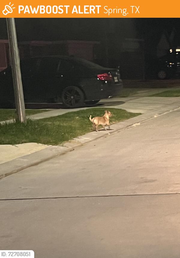 Found/Stray Unknown Dog last seen Ford Stadium, Spring, TX 77373