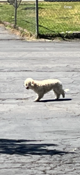 Found/Stray Unknown Dog last seen Markham st and seaton, Perris, CA 92570