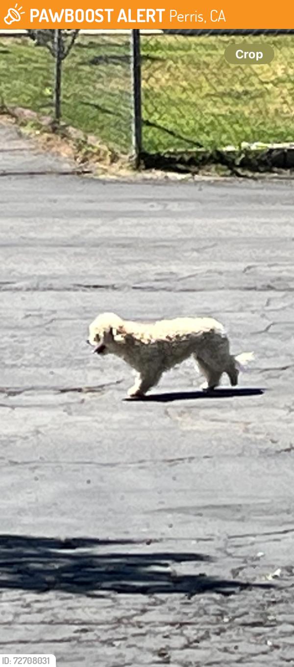 Found/Stray Unknown Dog last seen Markham st and seaton, Perris, CA 92570