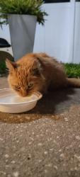 Found/Stray Unknown Cat last seen Napa Loop , Wood Trail Village, FL 34653