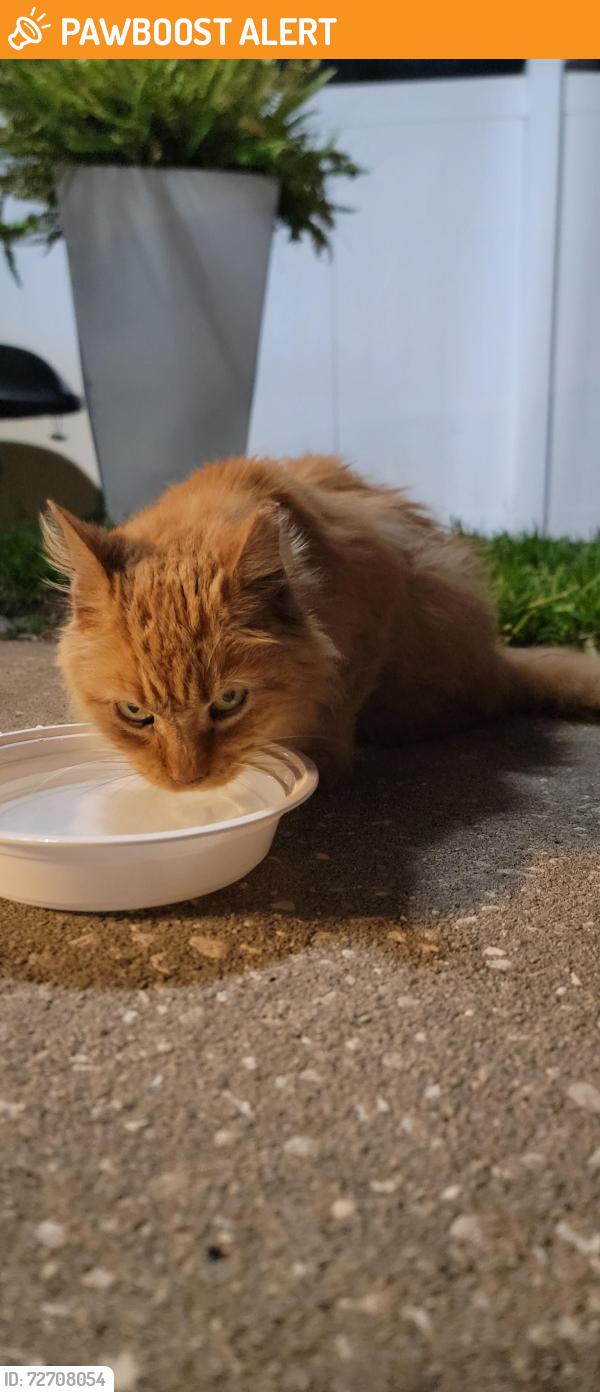 Found/Stray Unknown Cat last seen Napa Loop , Wood Trail Village, FL 34653