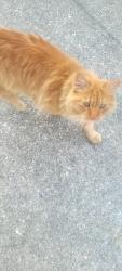Found/Stray Unknown Cat last seen Ramsey/Girard, Fayetteville, NC 28311