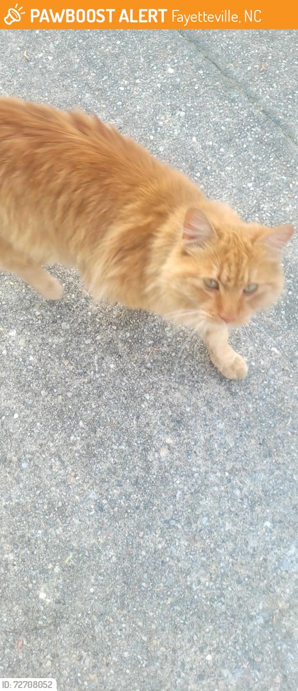 Found/Stray Unknown Cat last seen Ramsey/Girard, Fayetteville, NC 28311