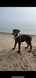 Lost Female Dog last seen Near Foard St Fort Worth, TX  76119 United States, Fort Worth, TX 76119