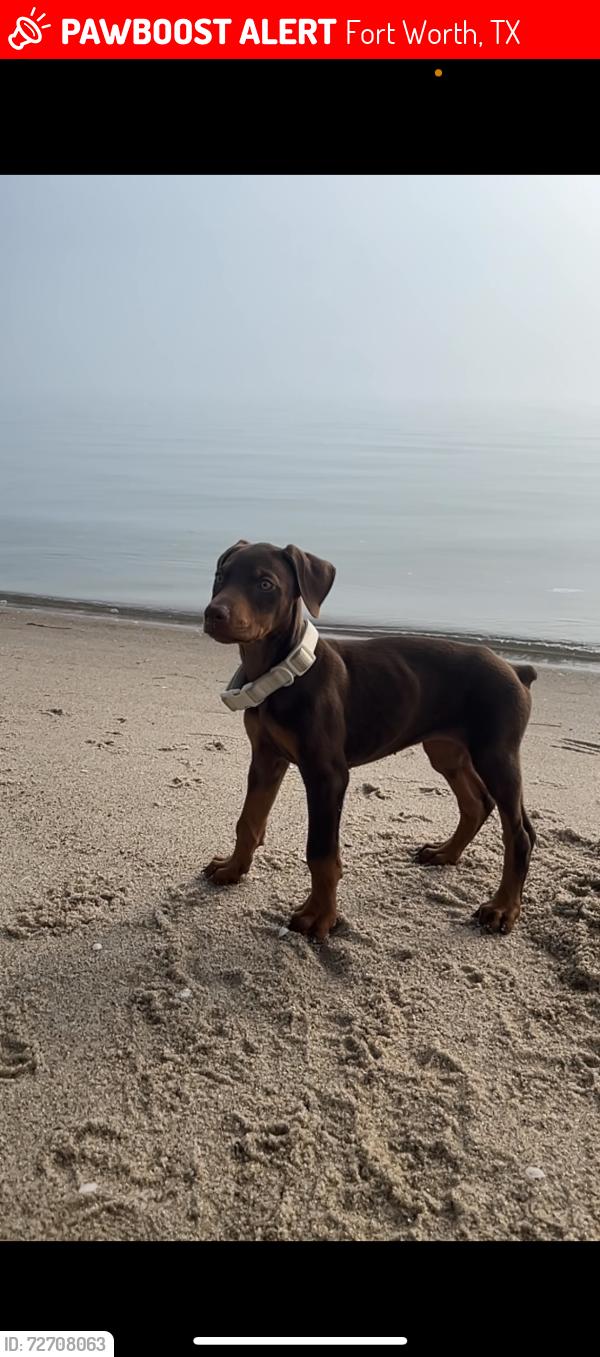 Lost Female Dog last seen Near Foard St Fort Worth, TX  76119 United States, Fort Worth, TX 76119