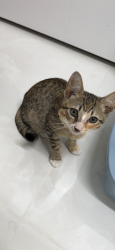 Lost Unknown Cat last seen Near US HWY 1, NORTH PALM BEACH, FLORIDA 33408, North Palm Beach, FL 33408