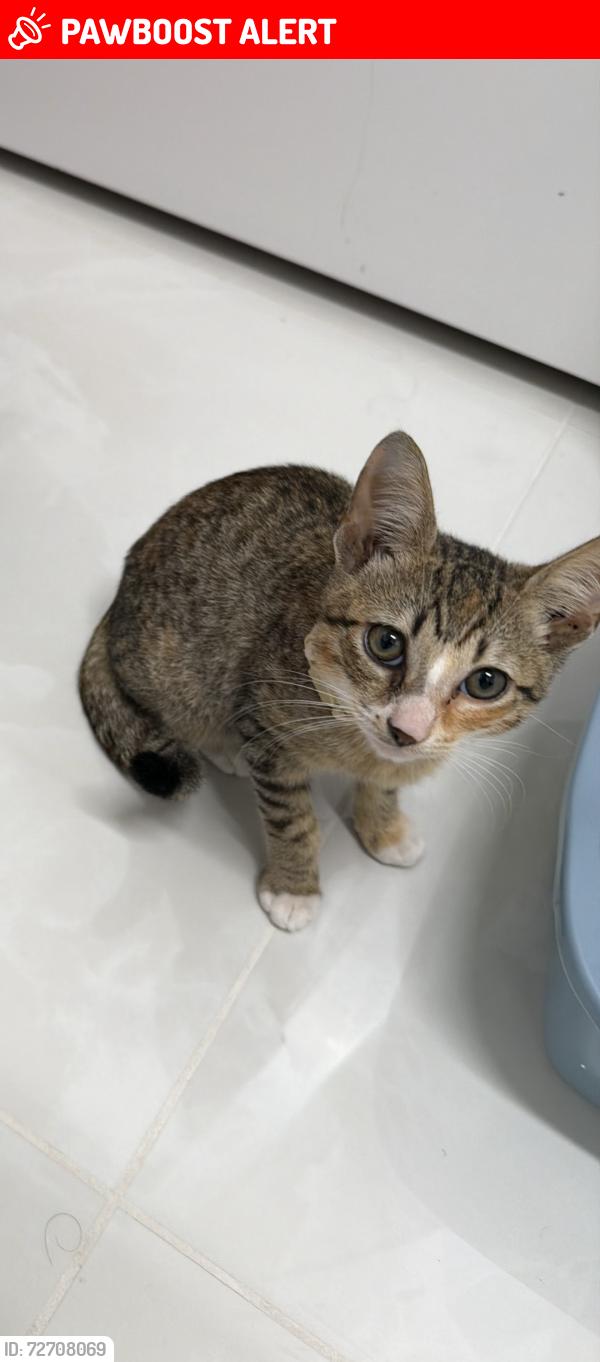 Lost Unknown Cat last seen Near US HWY 1, NORTH PALM BEACH, FLORIDA 33408, North Palm Beach, FL 33408