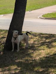 Found/Stray Male Dog last seen Near Oak Sorings Dr 76016, corner lot, Arlington, TX 76016