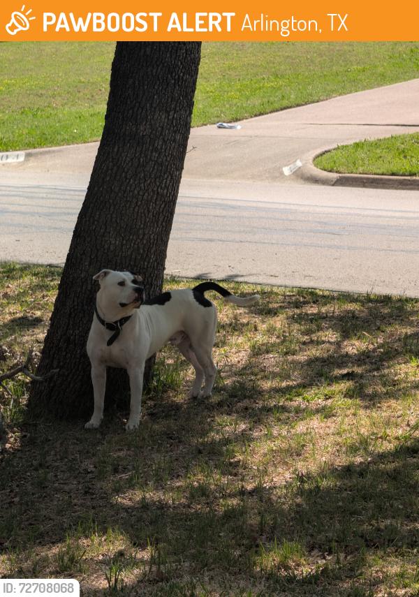 Found/Stray Male Dog last seen Near Oak Sorings Dr 76016, corner lot, Arlington, TX 76016