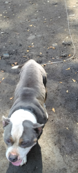 Lost Male Dog last seen Metropolitan parkway SW , Atlanta, GA 30315