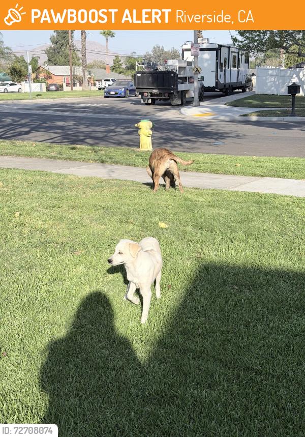 Found/Stray Male Dog last seen Columbia and american, Riverside, CA 92501