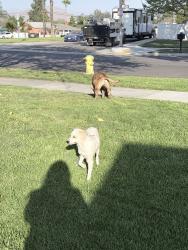 Found/Stray Male Dog last seen Columbia and american, Riverside, CA 92501