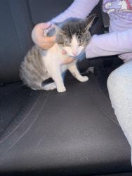 Found/Stray Male Cat last seen Chicago Ridge, Illinois, Chicago Ridge, IL 60415