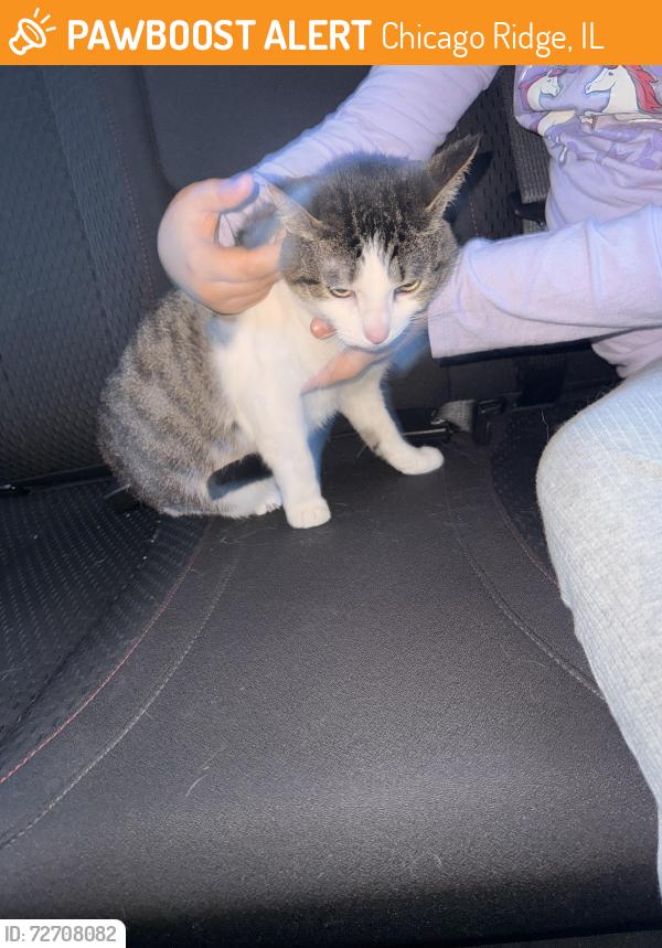 Found/Stray Male Cat last seen Chicago Ridge, Illinois, Chicago Ridge, IL 60415