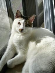 Lost Male Cat last seen Pittsford and lake forest drive, Lake Forest, CA 92630