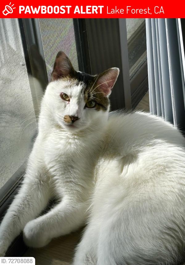 Lost Male Cat last seen Pittsford and lake forest drive, Lake Forest, CA 92630