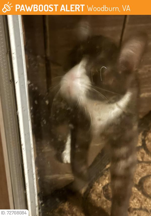 Found/Stray Unknown Cat last seen Fairfax Inova hosp, Woodburn, VA 22003