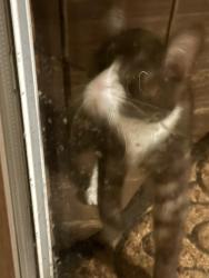 Found/Stray Unknown Cat last seen Fairfax Inova hosp, Woodburn, VA 22003