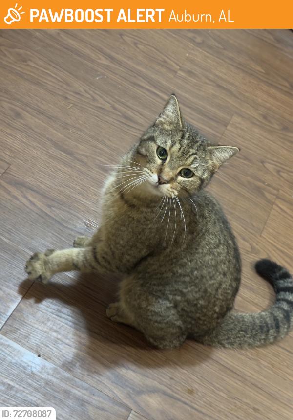 Found/Stray Unknown Cat last seen Near Florence Dr, Auburn, AL 36830