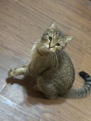 Found/Stray Unknown Cat last seen Near Florence Dr, Auburn, AL 36830