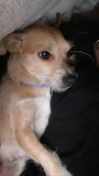 Lost Male Dog last seen 5000–5094 Plantation Dr Baytown, TX  77523 United States, Chambers County, TX 77523