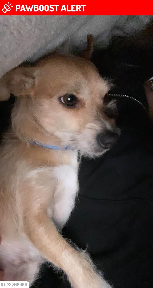 Lost Male Dog last seen 5000–5094 Plantation Dr Baytown, TX  77523 United States, Chambers County, TX 77523