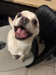 Found/Stray Male Dog last seen Eunice dr and pipeline rd, Hurst, TX 76053
