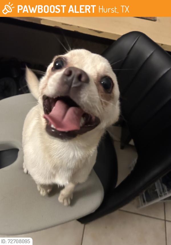 Found/Stray Male Dog last seen Eunice dr and pipeline rd, Hurst, TX 76053
