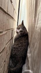 Lost Male Cat last seen Sunrise Drive, Meadow Landing, Coney Island, Hidden Pond, Frisco, TX 75036