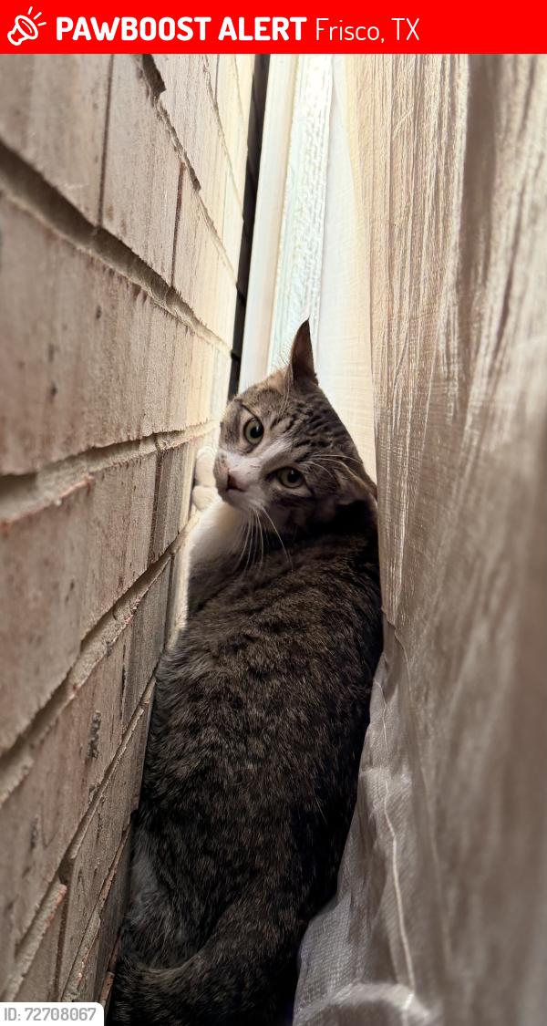 Lost Male Cat last seen Sunrise Drive, Meadow Landing, Coney Island, Hidden Pond, Frisco, TX 75036