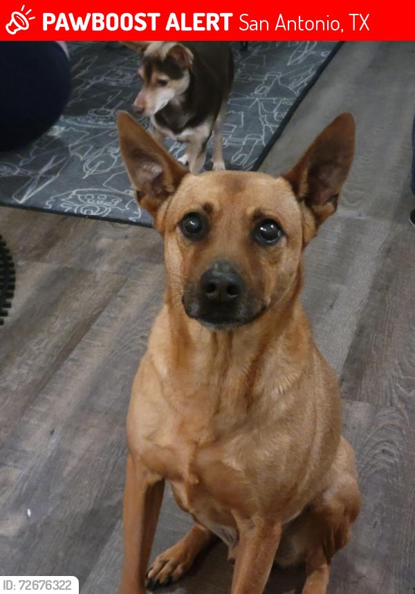 Lost Male Dog last seen Bright Chase/Gardenia Pass, San Antonio, TX 78253