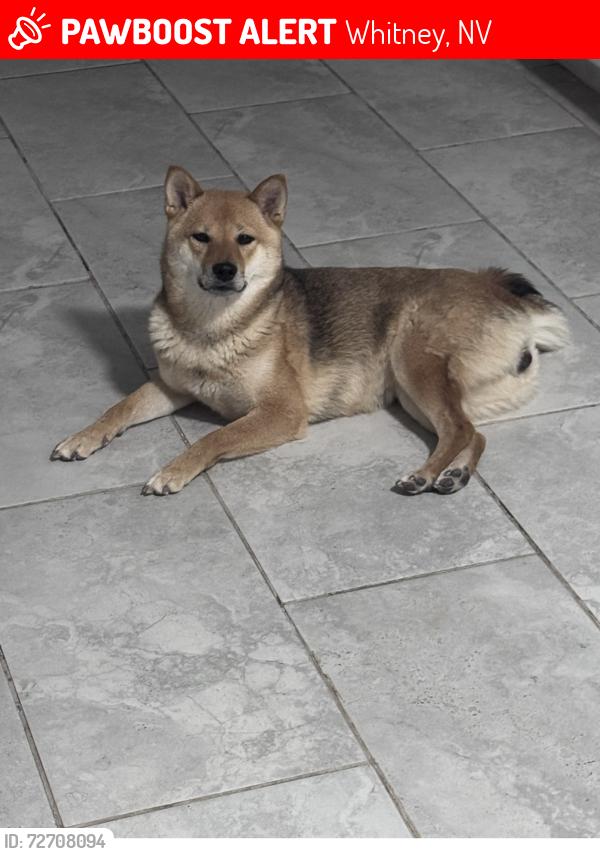 Lost Female Dog last seen Tropicana and Boulder Hwy, Whitney, NV 89122