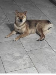 Lost Female Dog last seen Tropicana and Boulder Hwy, Whitney, NV 89122