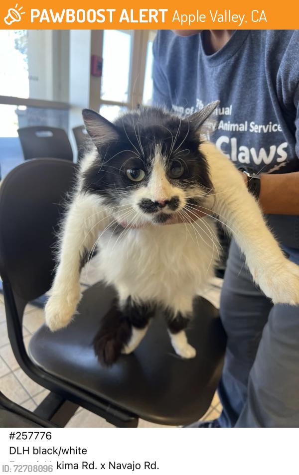 Found/Stray Female Cat last seen Yakima Rd x Navajo Rd , Apple Valley, CA 92307