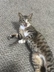 Found/Stray Male Cat last seen Aspen Trail, CountryWood Lane, Edmond, OK 73034