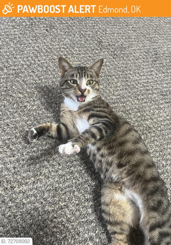 Found/Stray Male Cat last seen Aspen Trail, CountryWood Lane, Edmond, OK 73034