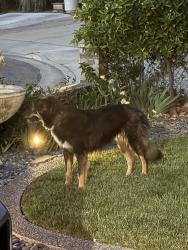 Found/Stray Male Dog last seen Sylvia Cassel Elementary. Playground side, San Jose, CA 95122