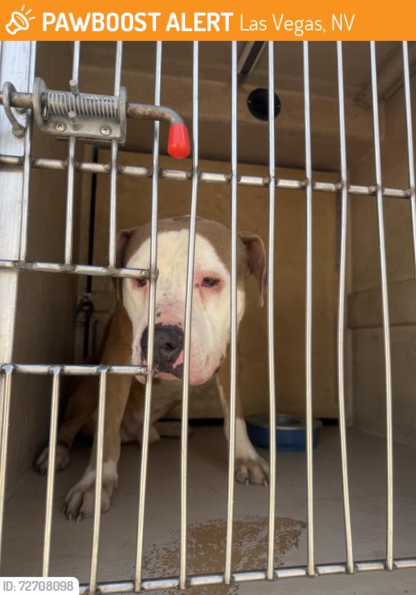 Found/Stray Male Dog last seen Sahara and Valley View, Las Vegas, NV 89102