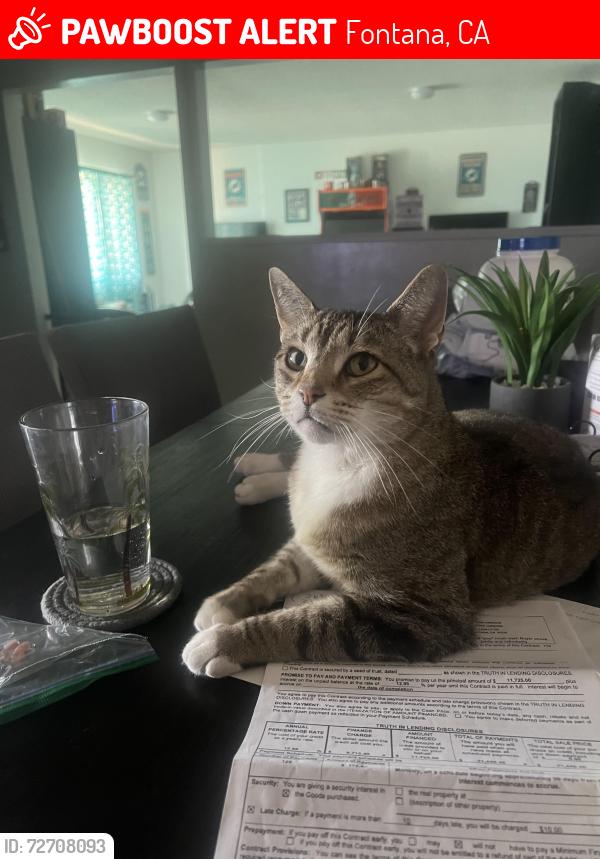 Lost Male Cat last seen Palmetto and Holly, Fontana, CA 92335