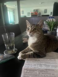 Lost Male Cat last seen Palmetto and Holly, Fontana, CA 92335