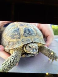 Lost Male Reptile last seen Lone mountain and Tenaya , Las Vegas, NV 89129