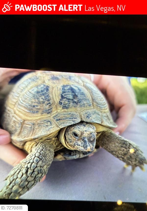 Lost Male Reptile last seen Lone mountain and Tenaya , Las Vegas, NV 89129